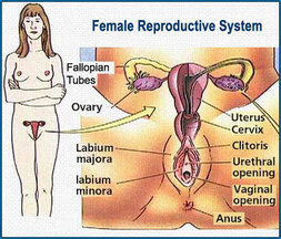 Female Sex Organs Images 39
